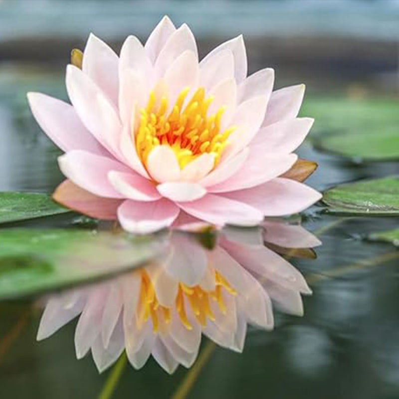 Semillas de loto en cuenco Semillas de loto para bonsái Semillas de plantas acuáticas Semillas de flores de nenúfar