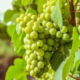 Semillas de uva Semillas de fruta de vid Planta de fruta Huerto casero Sin OGM