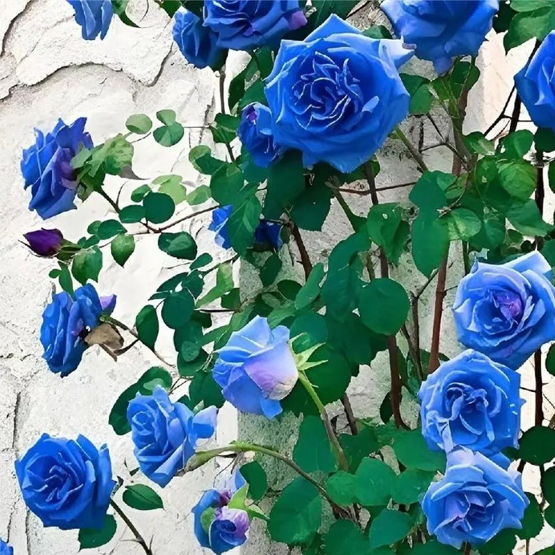 Blue Enchantress Roses - Rare