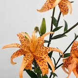 Old-Favorite Tiger Lily Seeds