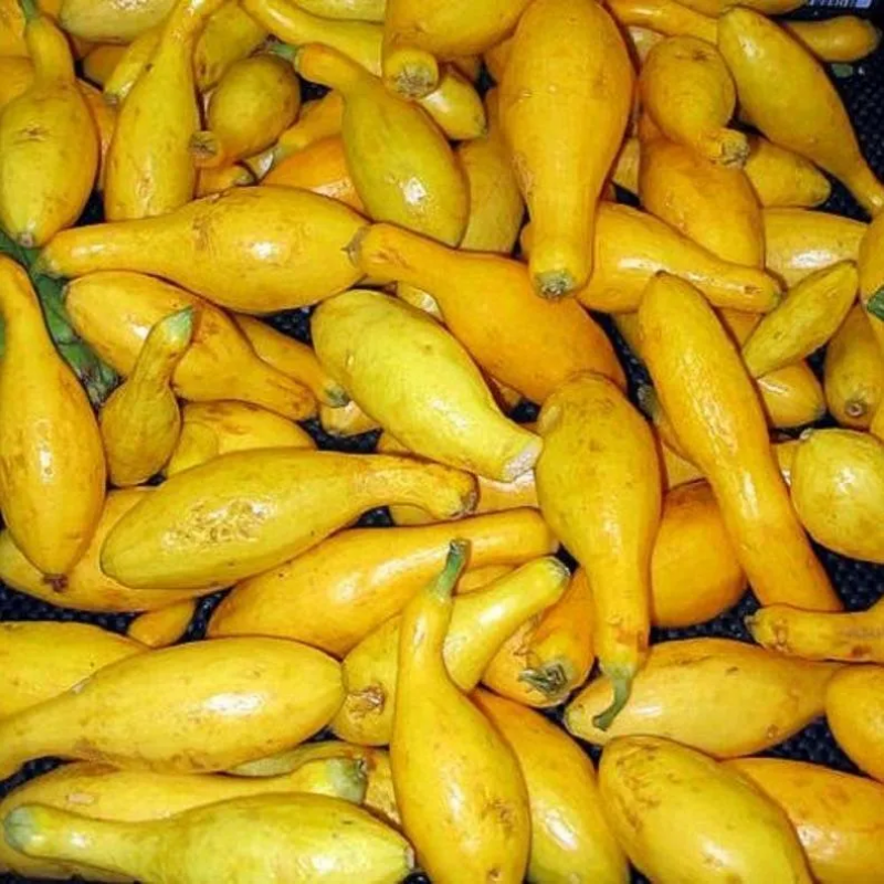 Early Prolific Straightneck Squash Yellow Summer Bush Heirloom Seeds