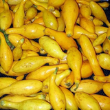 Early Prolific Straightneck Squash Yellow Summer Bush Heirloom Seeds