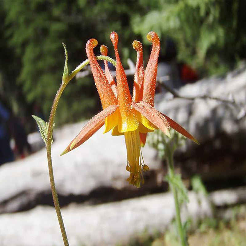 Semillas de aguileña de color naranja y amarillo doble, perenne, de bajo mantenimiento, vistosa, resistente a ciervos y conejos, atrae polinizadores para canteros y bordes