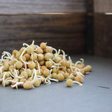 Semillas de guisantes Dun: semillas de guisantes que germinan para horticultura, cultivos de cobertura y brotes de guisantes microvegetales