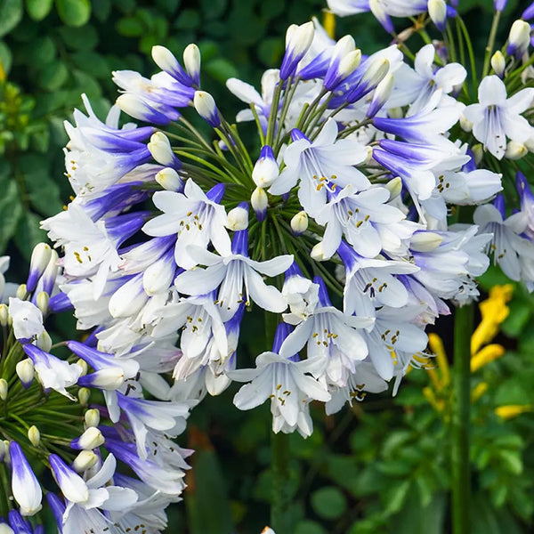 Agapanthus ‘Twister’ African Lily