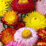 Semillas de flores de helicriso, margaritas perennes y flores de paja mixtas