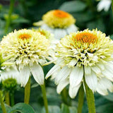 Coconut Lime Coneflower Seeds - Rare White & Green Hardy Perennial Pollinator Flower