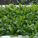 Semillas de Brassica Rapa Chinensis, semillas de Pakchoi, repollo blanco chino, semillas de hortalizas para plantar