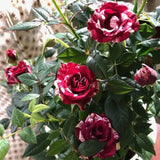 Rosa roja blanca Rosa miniatura