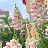 Mixed Color Cut Snapdragon flower Seeds