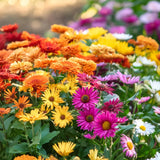 Grupo de semillas de flores de piretro de colores variados: cuatro estaciones