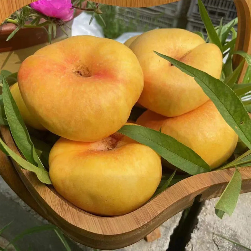 Leyenda dorada - Semillas de melocotón dorado