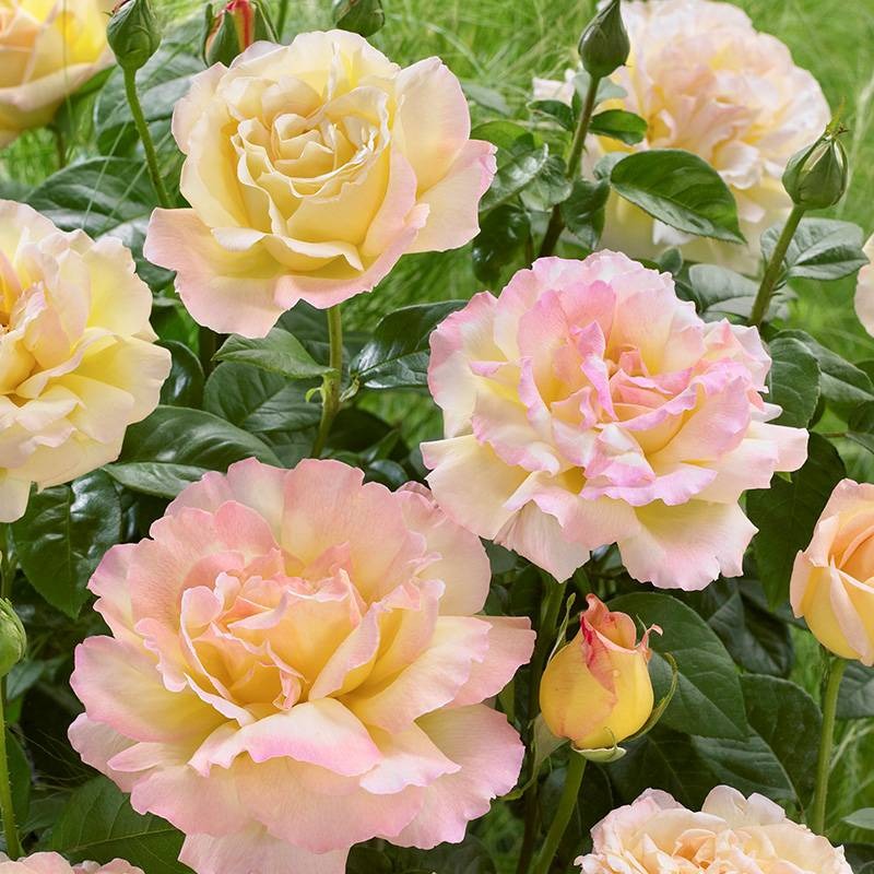 Two Peace Roses Rosa Peace (Hybrid Tea Rose) Seeds – Haiyiplants