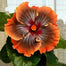 Beautiful Cosmic Dancer Hibiscus