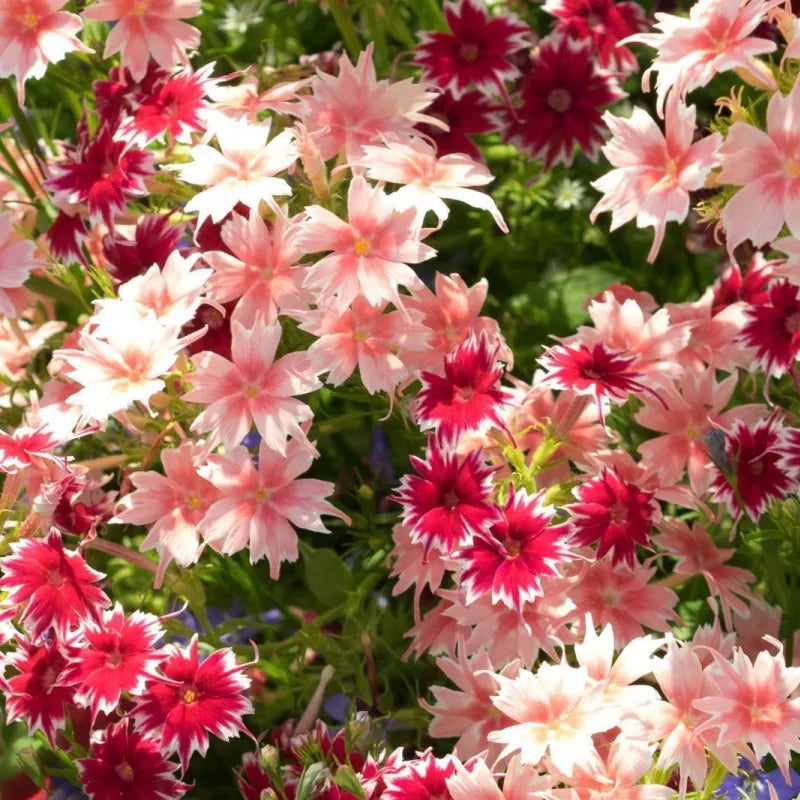 Phlox drummondii - Mezcla de plantas enanas