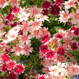 Phlox drummondii - Mezcla de plantas enanas