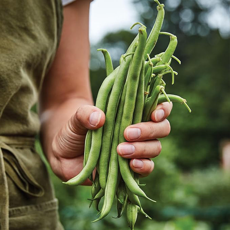 Blue Lake 274 Bush Bean Seeds