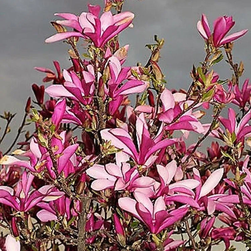 Árbol de flores de magnolia lirio Semillas de tulipán fragante de color rosa y morado Magnol Liliiflora