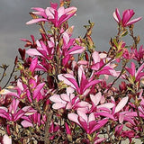 Árbol de flores de magnolia lirio Semillas de tulipán fragante de color rosa y morado Magnol Liliiflora