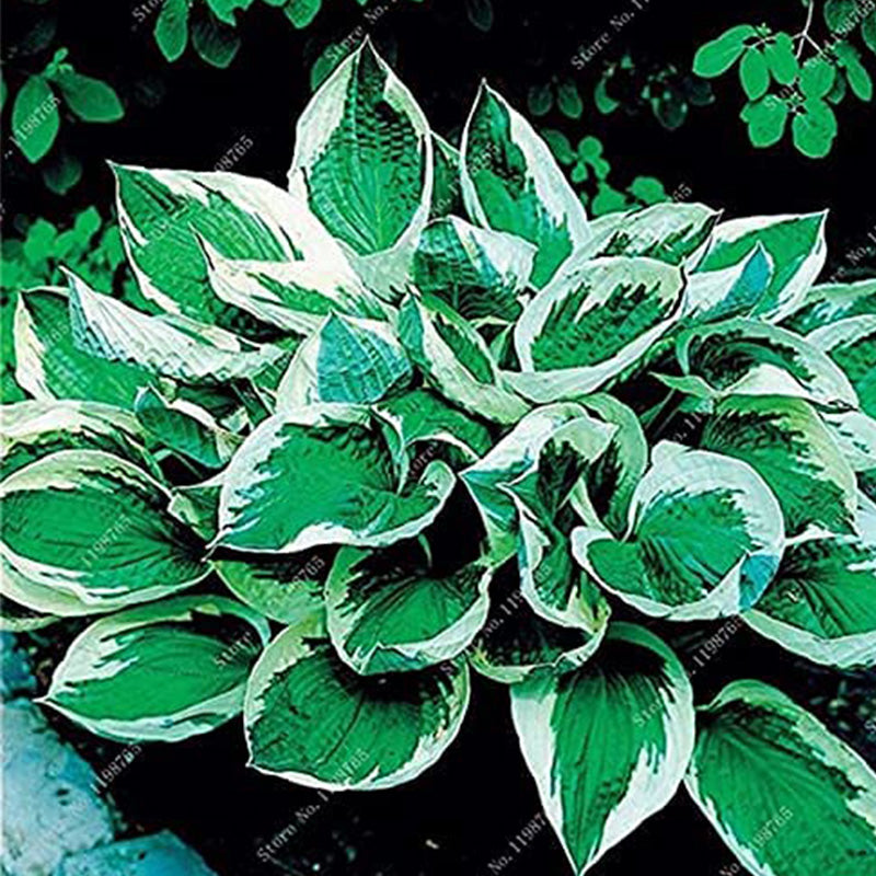 Mixed Hosta Perennials Flower Seeds