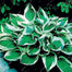 Mixed Hosta Perennials Flower Seeds