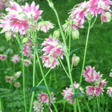 NORA BARLOW Pink COLUMBINE Aquilegia Caerulea Flower Seeds