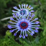 Semillas mixtas de osteospermum, margarita araña y margaritas (raras)