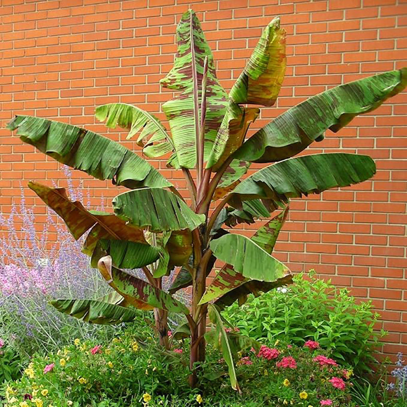 Musa Acuminata, Árbol frutal de plátano Planta de interior enana Fruta dulce Salud verde Crece en jardín y macetas Jardinería