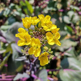 Semillas de col rizada china roja, semillas de hortalizas para emplatar