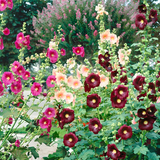 Hollyhock Seeds - Single Mix