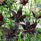Black Lily: A Proud Black Flower