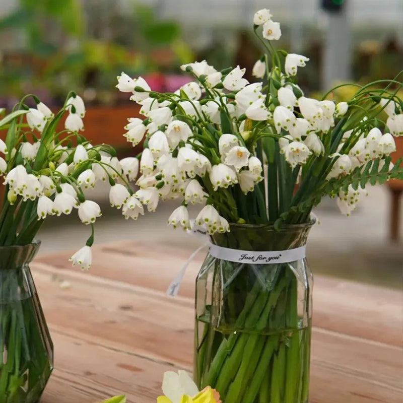 Copo de nieve de verano PureBeauty, nuevos comienzos