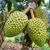Semillas de guanábana gigante para plantar, Annona muricata, Graviola, Guyabano, Sirsak, un sabroso árbol frutal nativo tropical