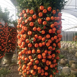 Red Tangerine Seeds-Sweet, Juicy, Abundant Harvests