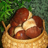 Kit de esporas secas de micelio de hongo porcini real Bolete para plantar sin OGM