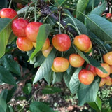 Semillas de cereza dorada