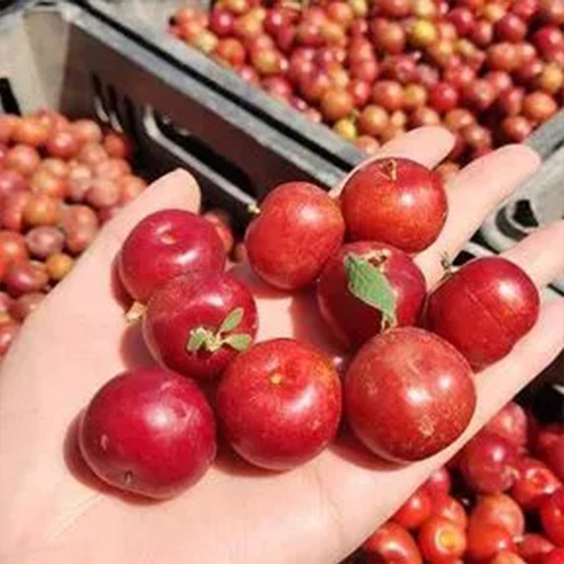 Semillas de bayas de rubí y calcio Prunus humilis