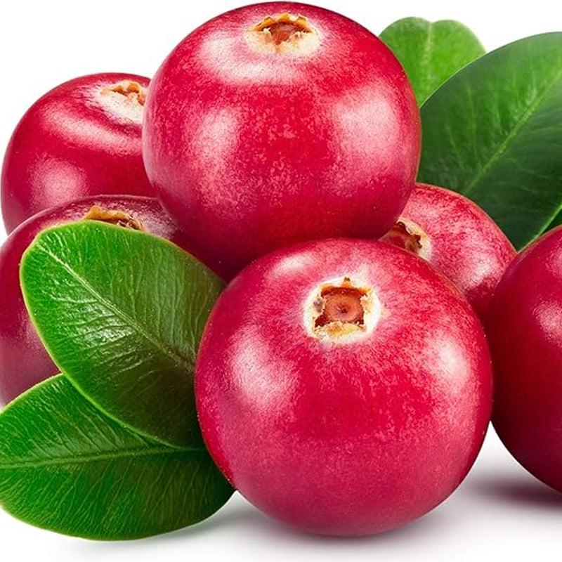 Vaccinium Macrocarpon Plantas de frutas de jardín de arándanos