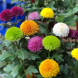 Colorful Ping Pong Chrysanthemum Seeds