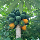 Semillas de papaya cremosa Red Heart: lo mejor de las papayas para su huerto casero: frutas ricas, dulces y llenas de nutrientes