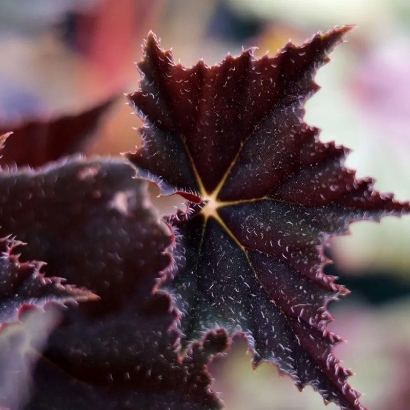 Black Swan Begonia