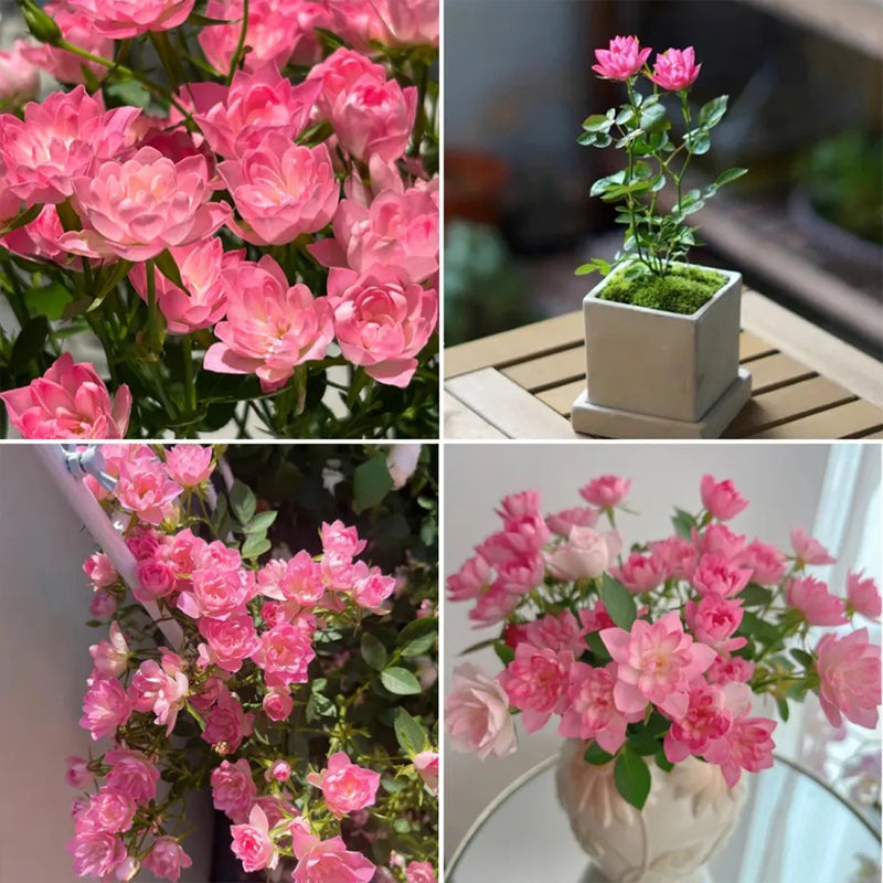 Semillas de rosa de loto estrella: florecen todo el año y traen buena fortuna de forma continua