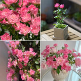 Semillas de rosa de loto estrella: florecen todo el año y traen buena fortuna de forma continua