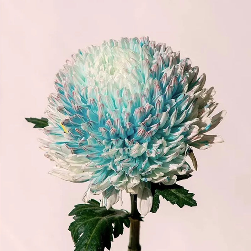 Rare Blue and White Porcelain Peony Chrysanthemum Seeds
