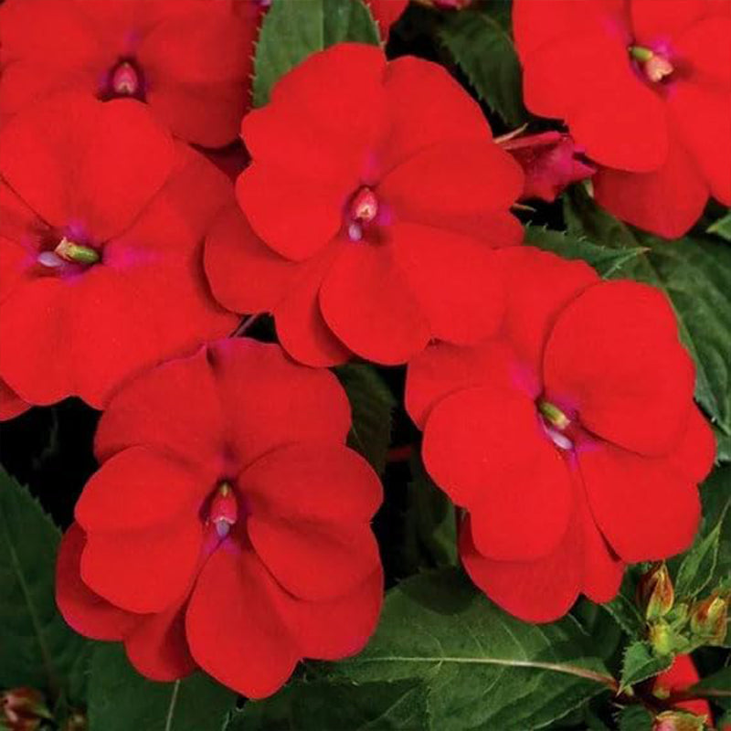 Semillas de flores de la planta Impatiens Baby Scarlet para plantar