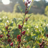 Semillas de flor de hibisco y roselle