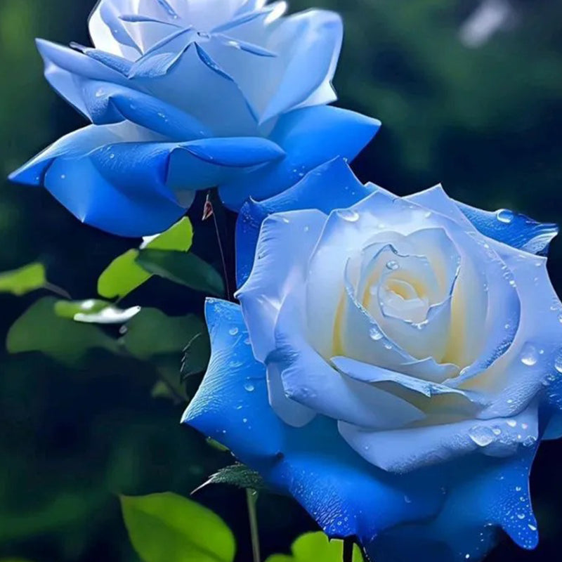 Semillas de rosa azul hielo rotas - Raras