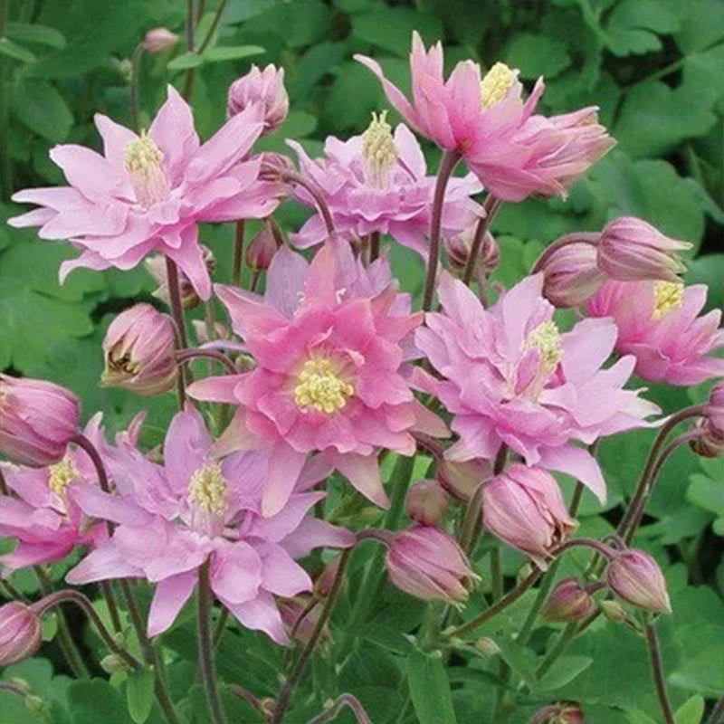 Semillas de flores de pata de gato