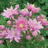 Semillas de flores de pata de gato