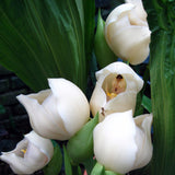 Swaddled Babies Orchid Seeds